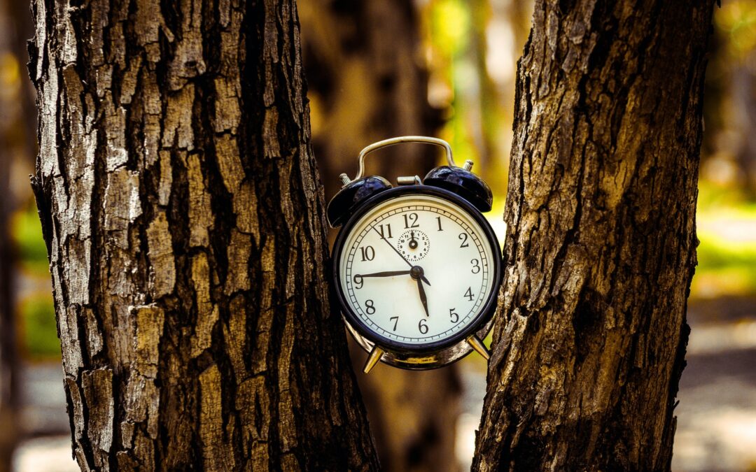 black analog alarm clock between two tree trunks